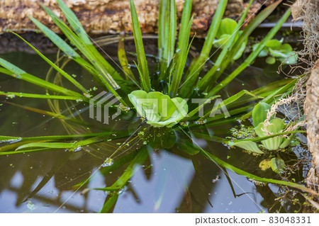 Juicy bright green leaves of Pistia plant in water Juicy bright green leaves of Pistia plant in water 83048331