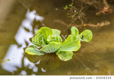 Juicy bright green leaves of Pistia plant in water 83048334