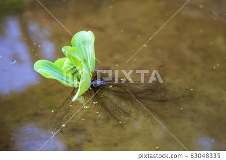Juicy bright green leaves of Pistia plant in water 83048335