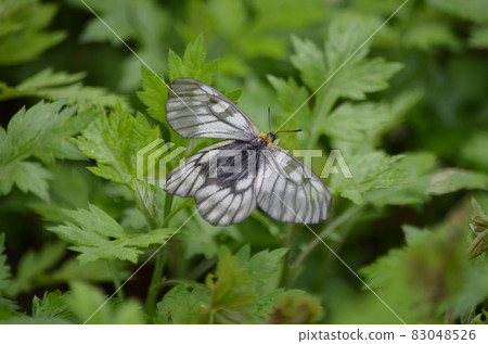 Parnassius citrinarius 83048526
