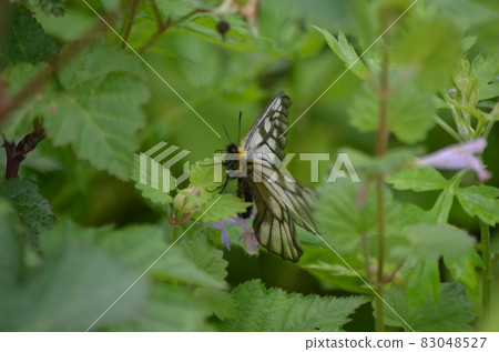 柑橘鸚鵡 柑橘鸚鵡 83048527