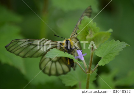 Parnassius citrinarius 83048532