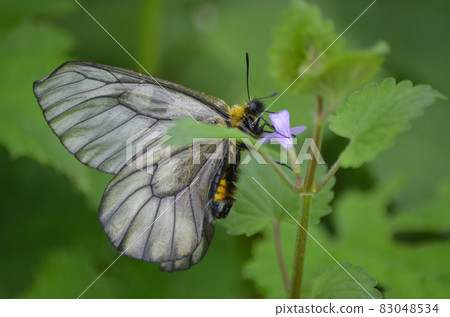 Parnassius citrinarius Parnassius citrinarius 83048534
