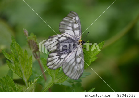 Parnassius citrinarius 83048535