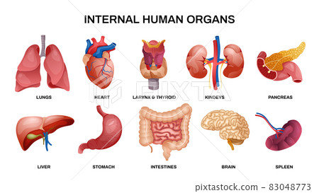 Internal Human Organs Horizontal Icon Set 83048773