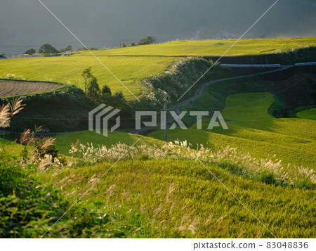 Rice terraces shining in golden color Rice terraces shining in golden color 83048836