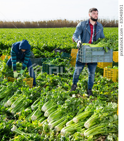 Young man carrying crates with celery on farm field Young man carrying crates with celery on farm field 83048931