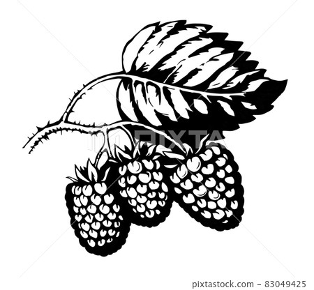 Raspberries on branch. Vector illustration Raspberries on branch. Vector illustration 83049425