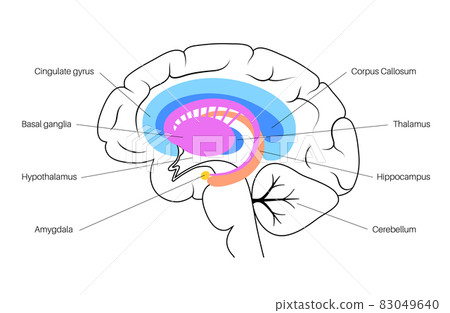 Brain limbic system Brain limbic system 83049640