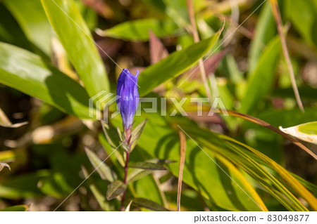Gentian flowers 83049877