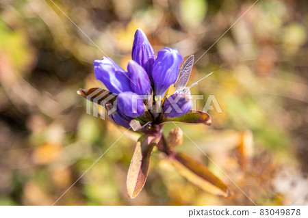 Gentian flowers Gentian flowers 83049878