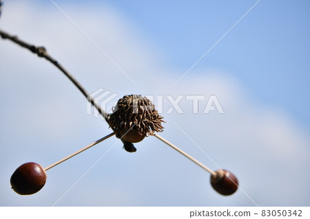 Acorn Weeble Acorn Weeble 83050342