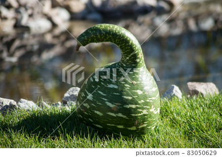Closeup of gteen gourd in shaped swan in a public garden Closeup of gteen gourd in shaped swan in a public garden 83050629