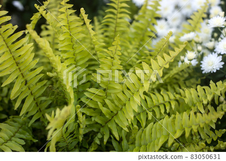 Closeup of decorative fern leaves in a public garden Closeup of decorative fern leaves in a public garden 83050631