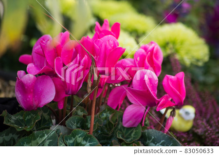 Closeup of pink cyclamen in a public garden Closeup of pink cyclamen in a public garden 83050633