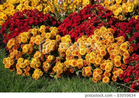 Closeup of colorful chrysanthemums in a public garden Closeup of colorful chrysanthemums in a public garden 83050634