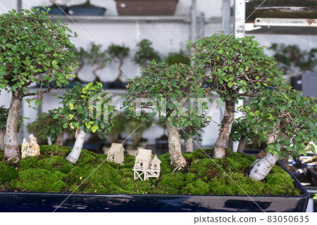 Closeup of traditional bonsais in a gardening store Closeup of traditional bonsais in a gardening store 83050635
