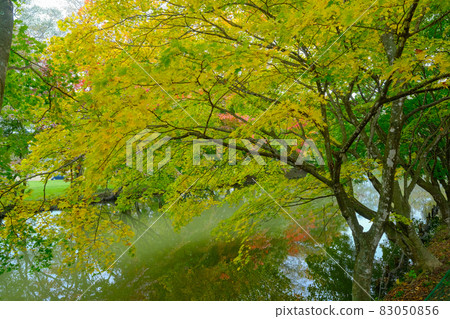 清水公園的紅葉 83050856