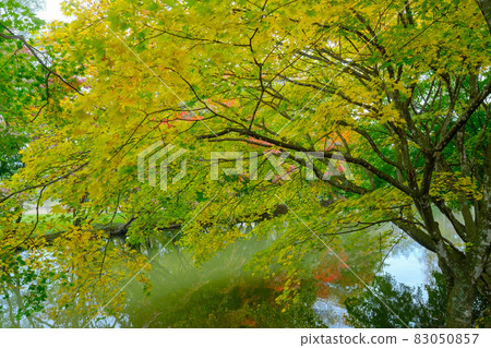 清水公園的紅葉 83050857