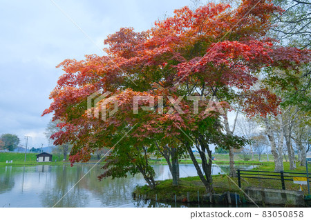 Autumn leaves in Shimizu Park Autumn leaves in Shimizu Park 83050858