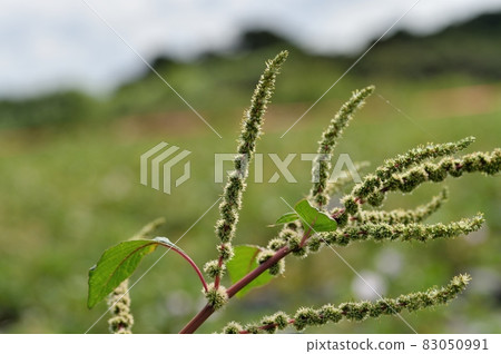 Amaranthus spinosus Amaranthus spinosus 83050991