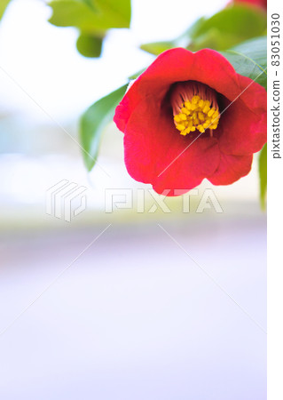一朵紅色山茶花的特寫 一朵紅色山茶花的特寫 83051030