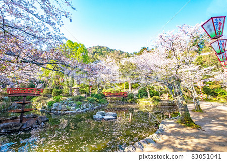 宇吹公園(倉吉市)的櫻花景色 宇吹公園(倉吉市)的櫻花景色 83051041