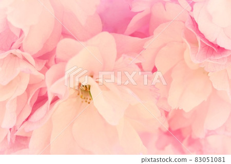 Okuto Sakura no Hana Yae Sakura Pink Close-up Okuto Sakura no Hana Yae Sakura Pink Close-up 83051081