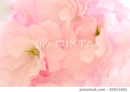 Okuto Sakura no Hana Yae Sakura Pink Close-up Okuto Sakura no Hana Yae Sakura Pink Close-up 83051083