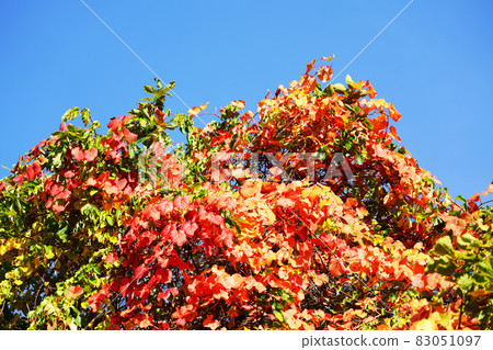 Blue sky and red-colored mountain grape leaves 83051097