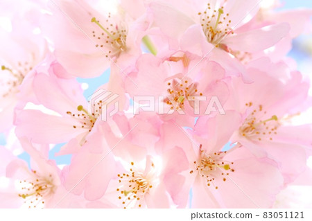 Shikawa Omoikawa 櫻花粉紅色特寫 83051121