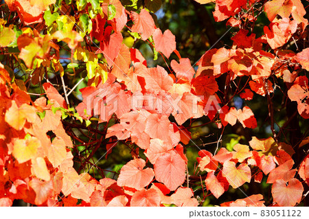 紅色山葡萄葉 83051122