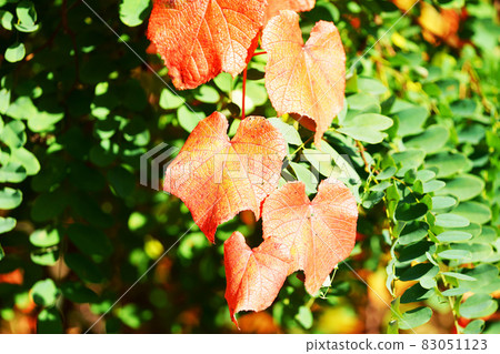 紅色山葡萄葉 83051123