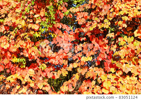 Red-colored mountain grape leaves 83051124