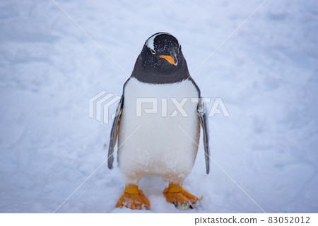 Strolling penguin Strolling penguin 83052012