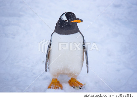Strolling penguin 83052013