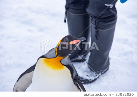 Strolling penguin 83052020