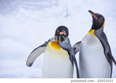 Strolling penguin 83052032