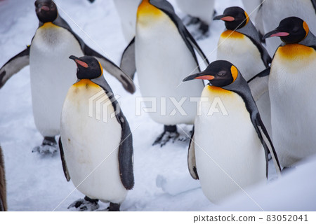 漫步企鵝 83052041