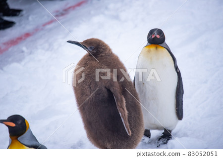 Strolling penguin Strolling penguin 83052051