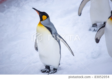 Strolling penguin 83052054