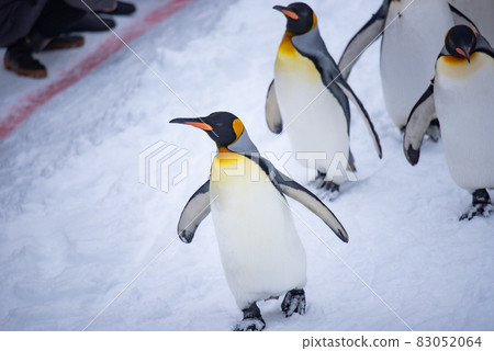 漫步企鵝 83052064