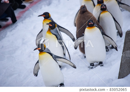 漫步企鵝 83052065