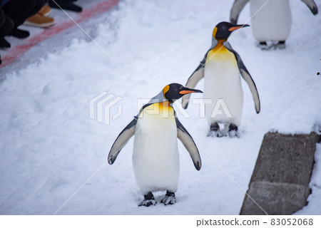 Strolling penguin 83052068
