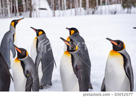 Strolling penguin 83052077