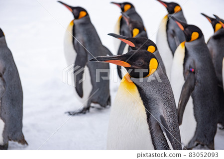 Strolling penguin 83052093