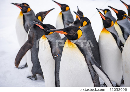 Strolling penguin 83052096