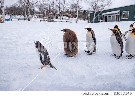 Strolling penguin 83052149