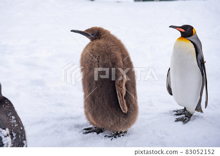Strolling penguin 83052152