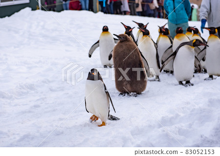 漫步企鵝 83052153